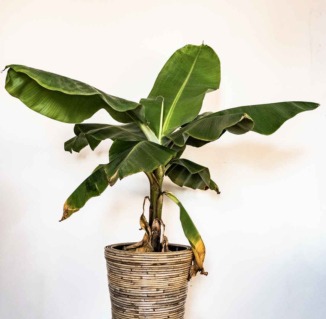 Musa Acuminata - Bananenplant