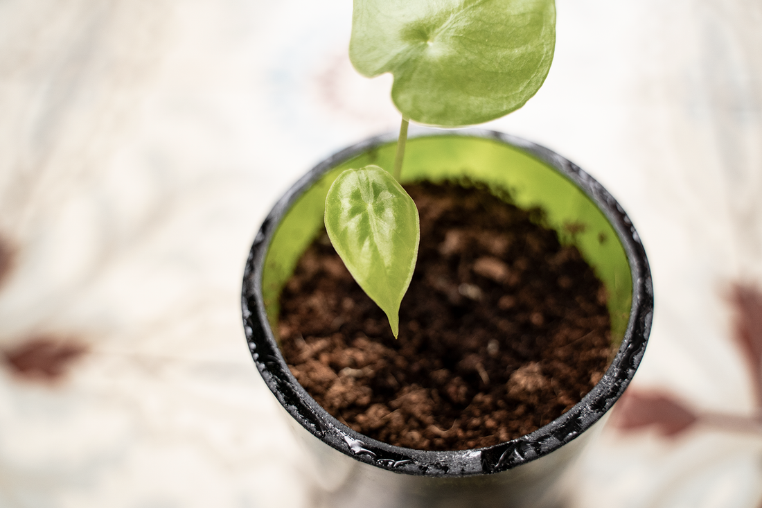 Groeispurtjes: waarom groeit mijn plant zo snel/zo traag?