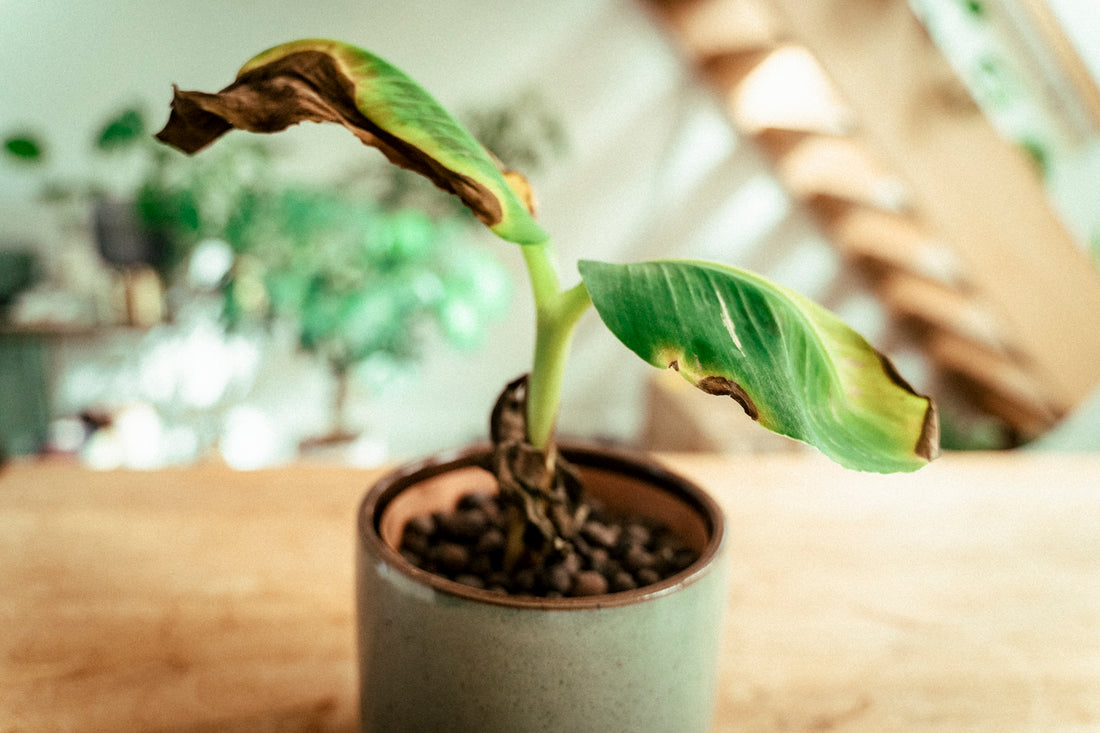 Musa Acuminata / Banana Plant (English)