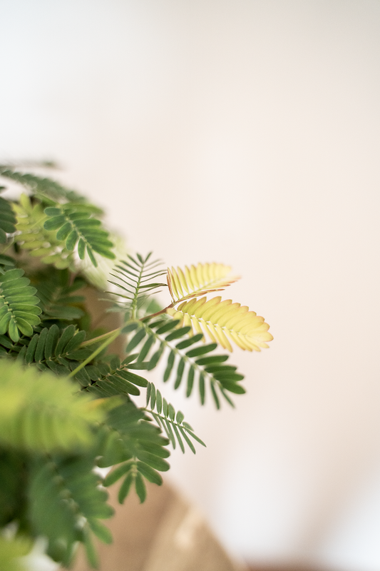 Mimosa Pudica / Sensitive Plant (English)