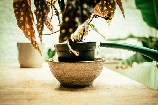 Tips om water te hergebruiken voor je planten