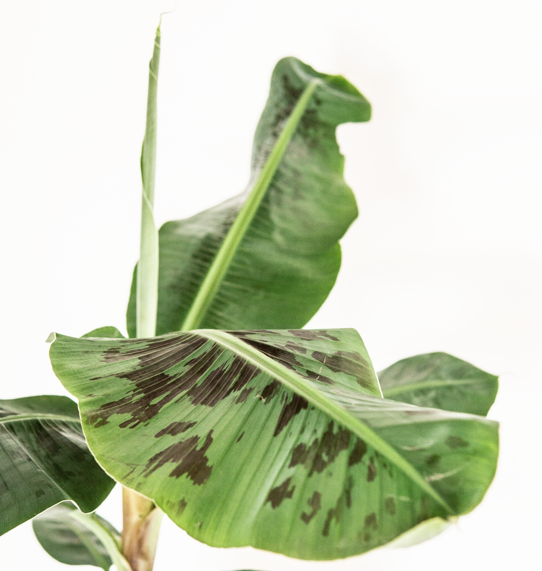bananenplant musa aciminata kamerplant zaad blad steen schaar zaden groeein video