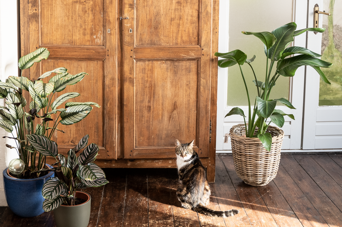 VIDEO - hoe overleven je kamerplanten je huisdieren?