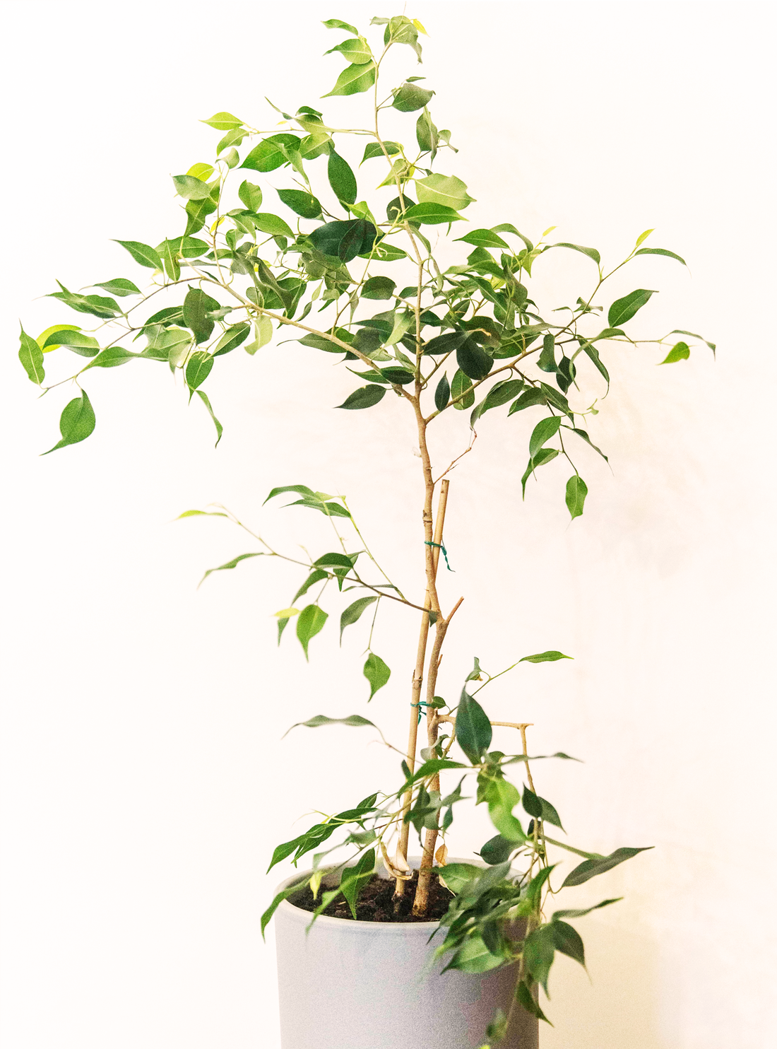 Ficus Benjamina (English)