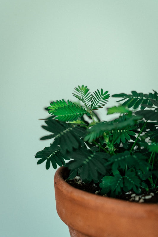 mimosa pudica of kruidje-roer-me-niet plant gezaaid met kamerplant zaden