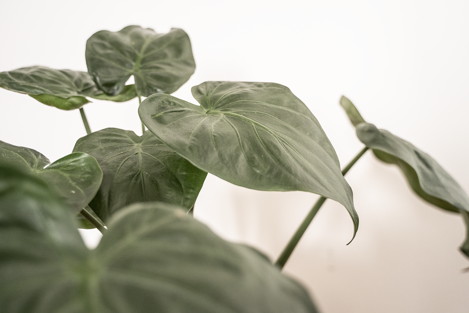 Video laden: we tonen je hoe je je eigen kamerplanten kan zaaien met kamerplant zaden. In deze video zie je hoe je de Alocasia Cucullata zaait of de Olifantsoor