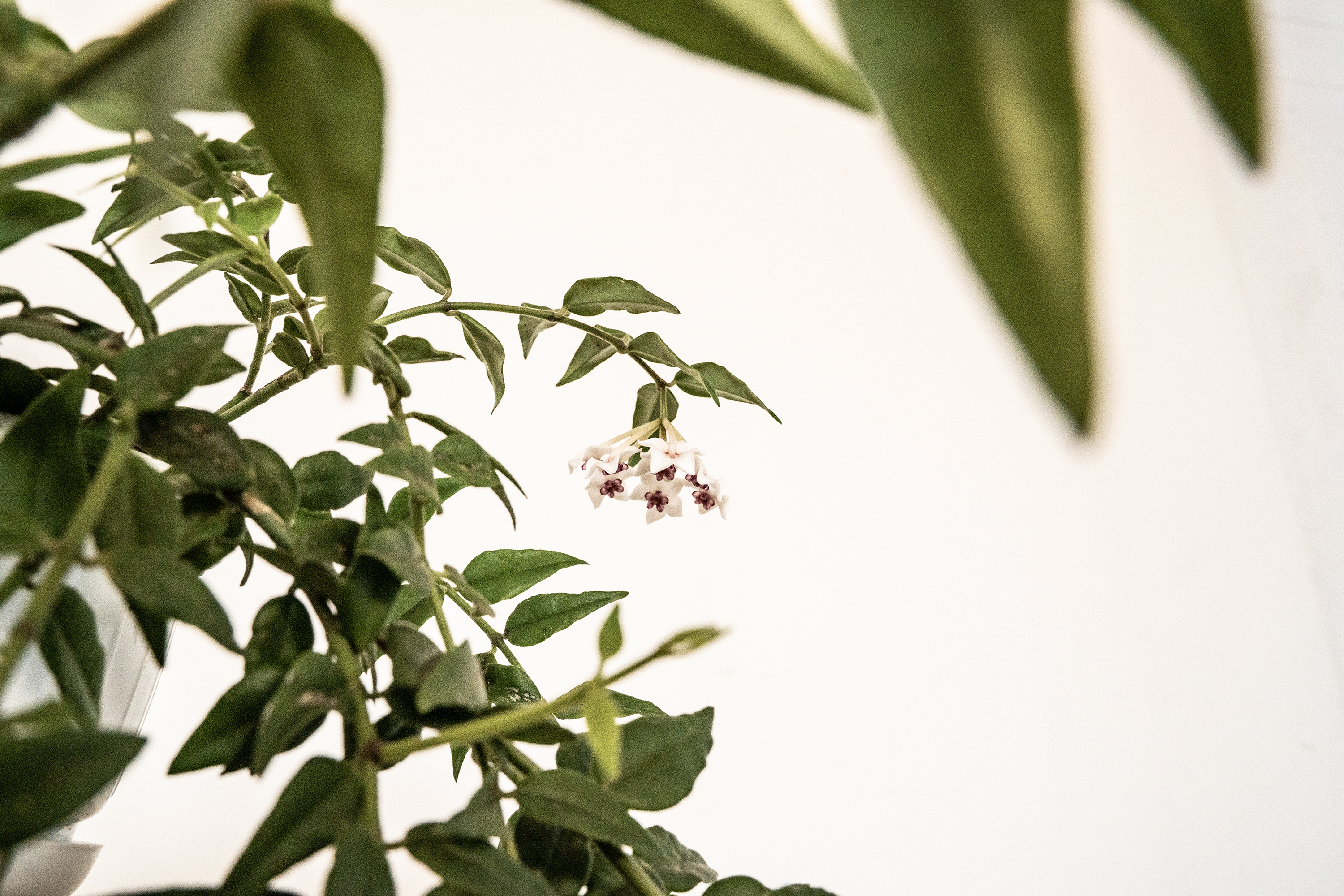 Hoya Lanceolata of Hoya Bella kamerplant gekweekt met kamerplant zaden van Blad Steen Schaar