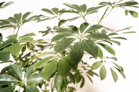 Schefflera Actinophylla of Vingersboom gekweekt uit kamerplant zaden van Blad Steen Schaar