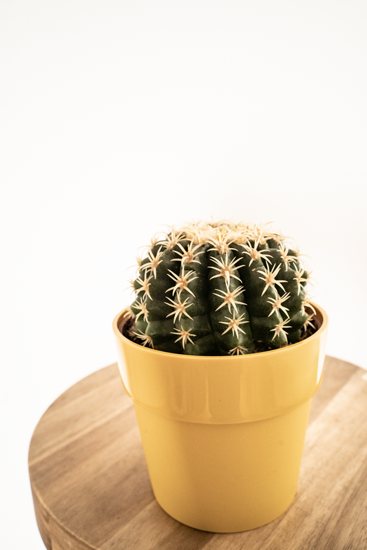 Echinocactus grusonii of schoonmoedersstoel cactus van blad steen schaar