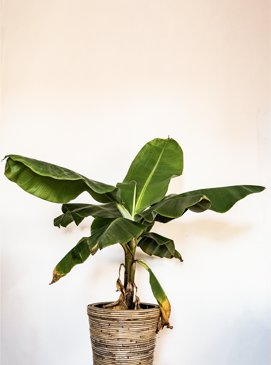 Musa Acumincate bananenplant plant