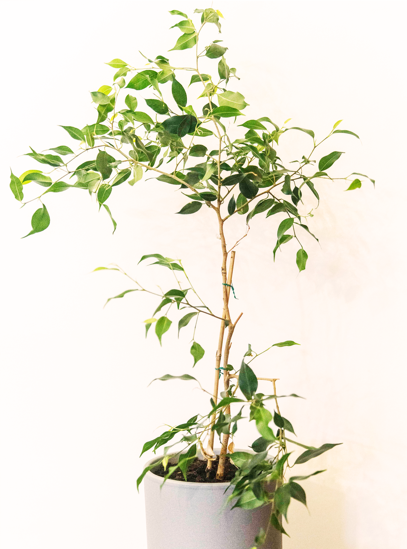Ficus benjamina kamerplant gekweekt uit zaden van Blad Steen Schaar