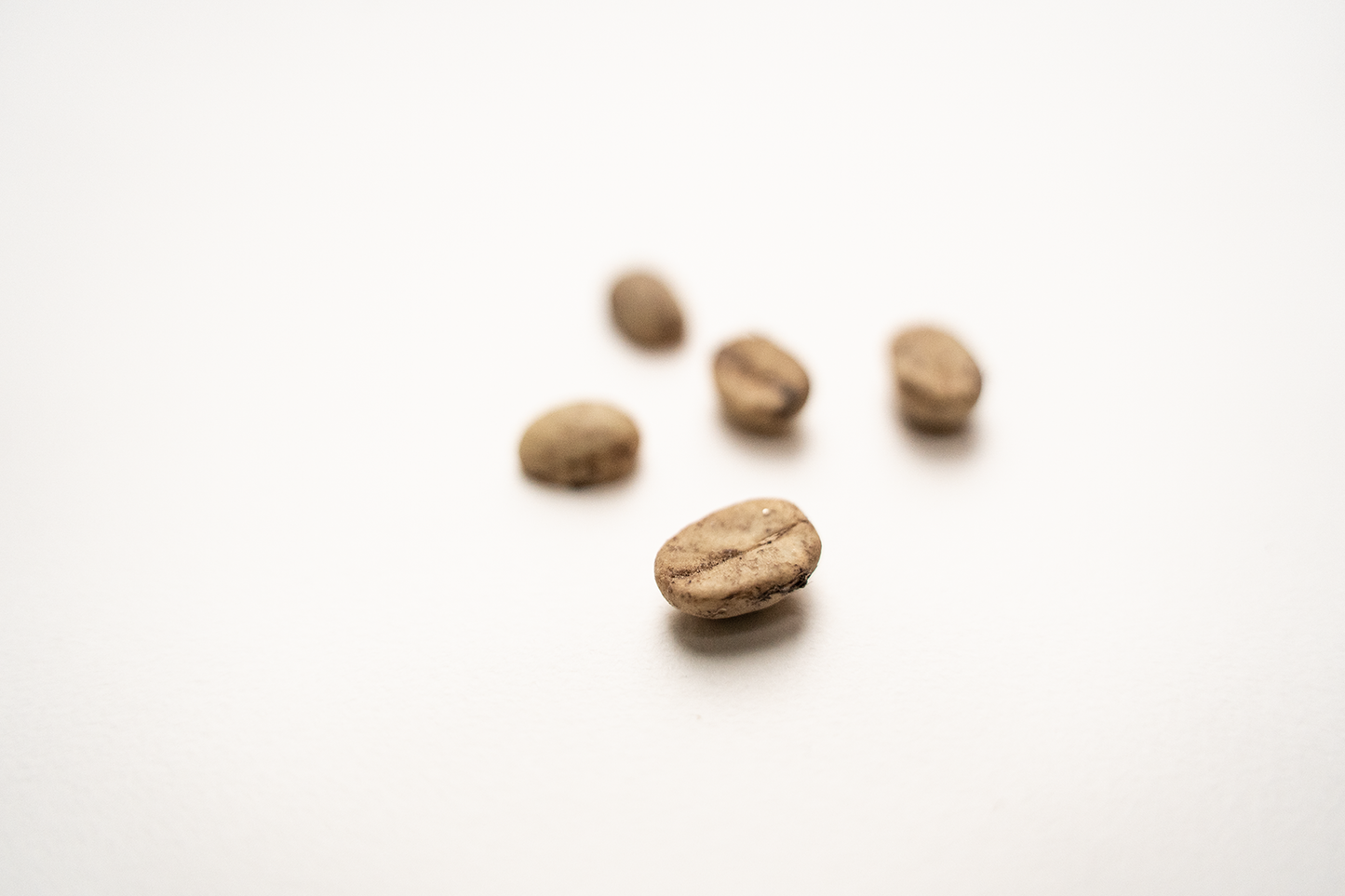 kamerplant coffea arabica koffieplant zaden van Blad Steen Schaar